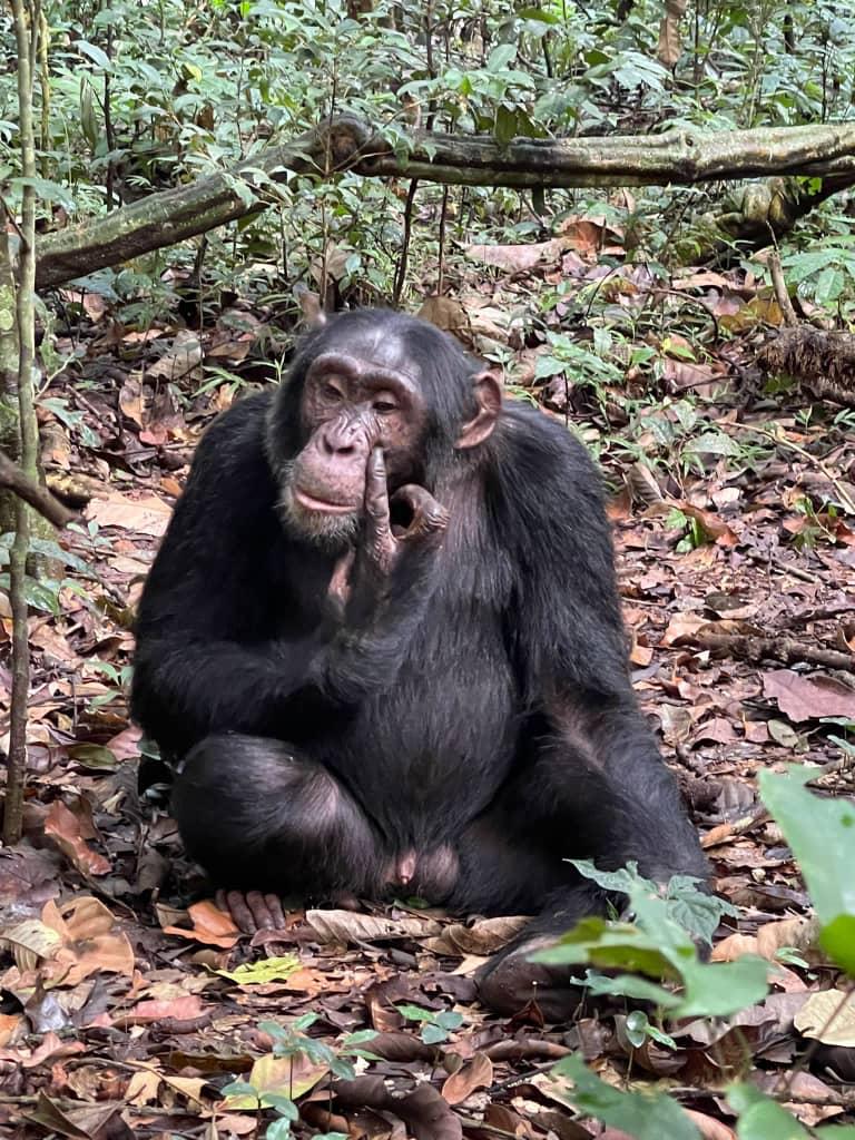 Chimpanzee Trekking