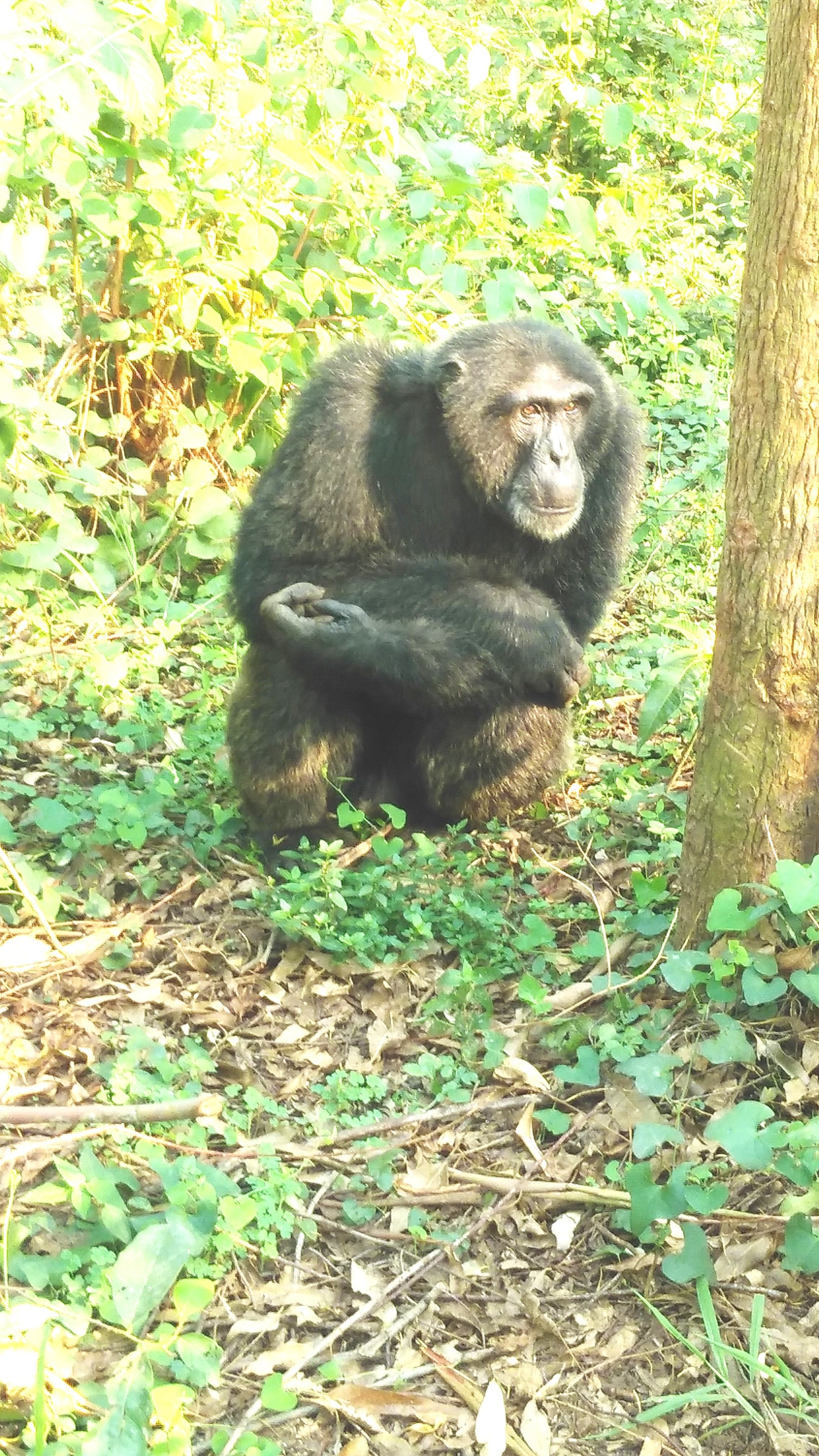 Chimpanzee close-up