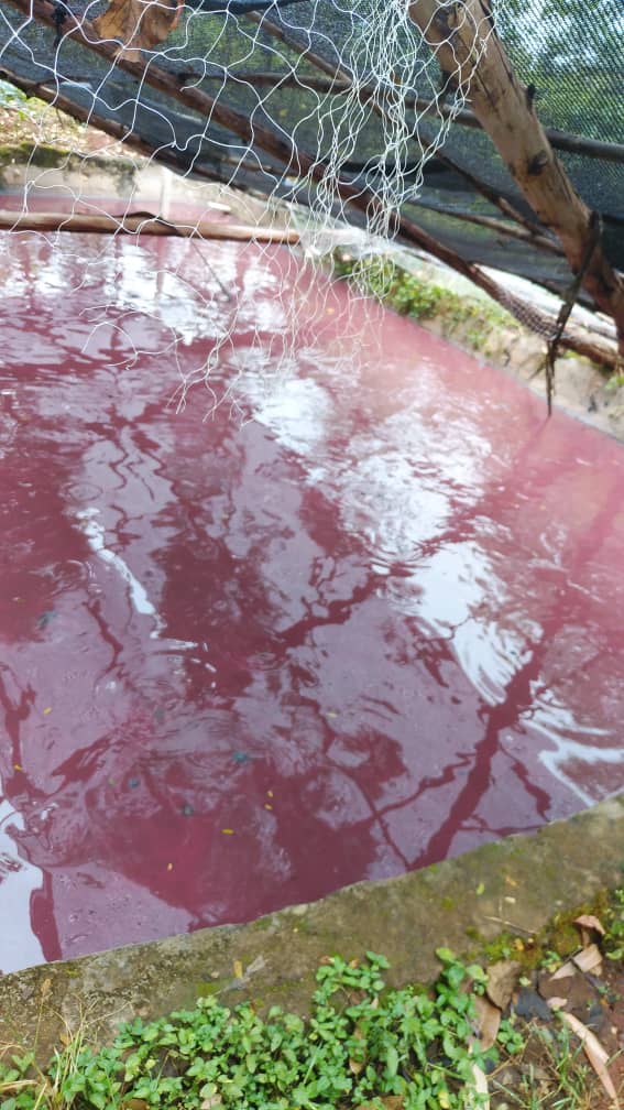 Fish Pond