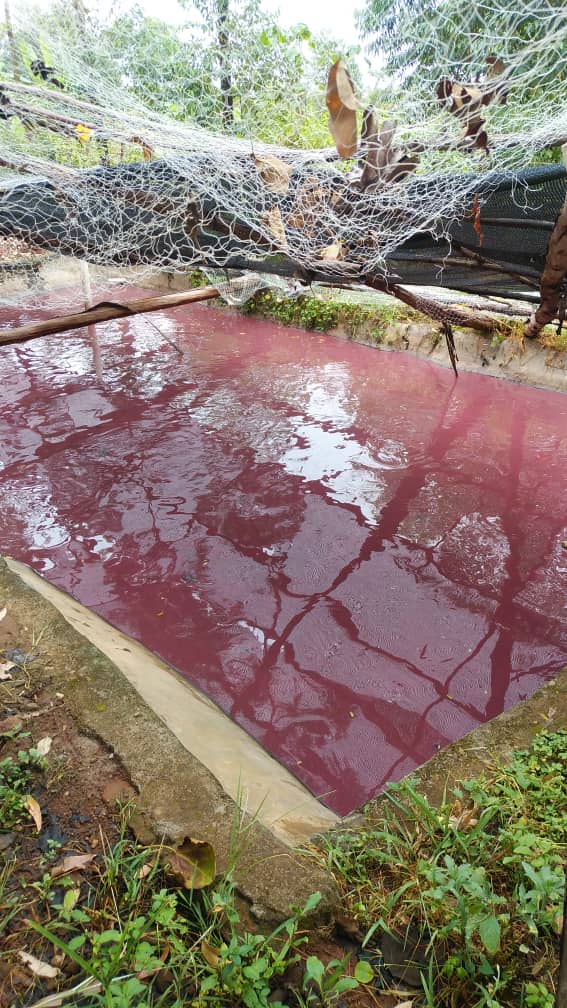 Fish Pond