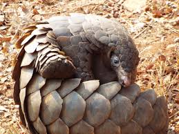 Pangolin Conservation
